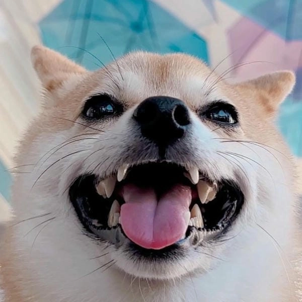 Meme chó cười độc lạ tạo dấu ấn riêng đầy hài hước