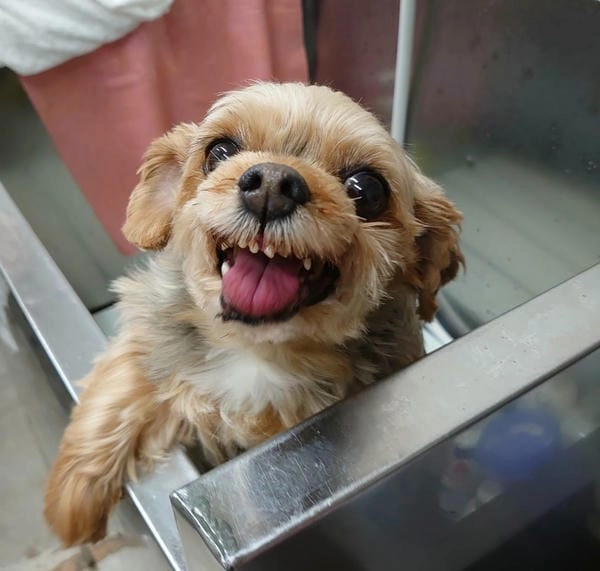 Meme chó cười gốc giữ trọn nét hài tự nhiên