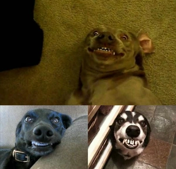 Meme chó cười vô tri mang thần thái siêu mặn