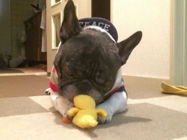 Ảnh meme chó cute ghi lại khoảnh khắc đáng yêu