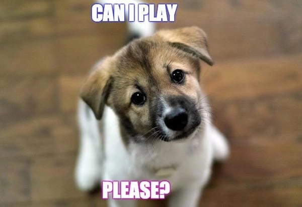 Hình ảnh meme chó cute mang nét duyên tự nhiên