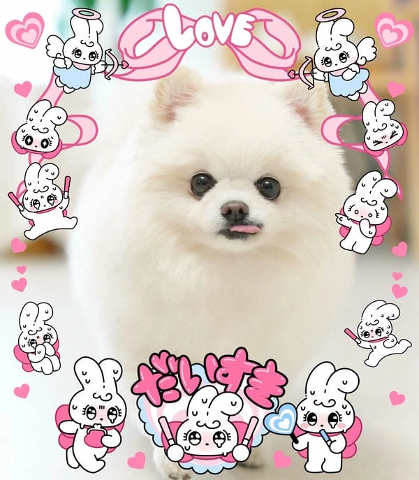 Hình meme chó cute với vibe mềm mại dễ mến