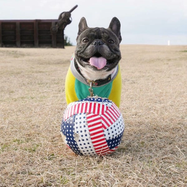 Meme chó cute vui nhộn nhìn vào là muốn cười