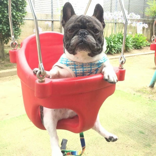 Meme chó cute lầy mang năng lượng tinh nghịch