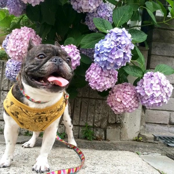 Meme chó cute chế tạo tình huống thêm thú vị