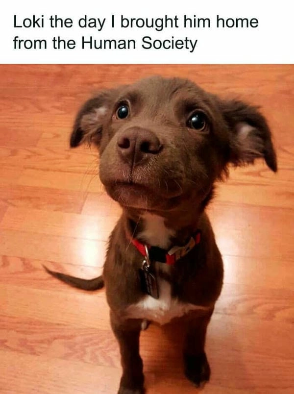 Meme chó cute troll với thần thái cực mặn