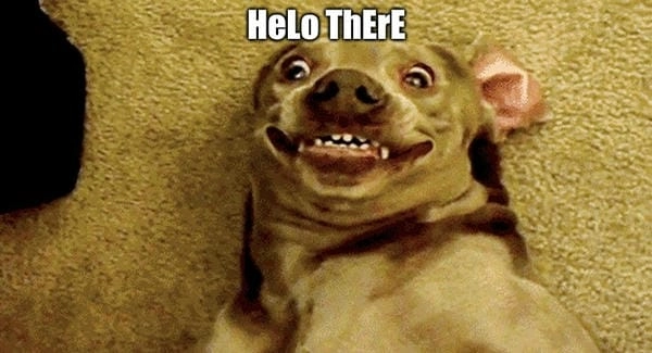 Meme chó cute avatar hợp dùng mọi tâm trạng