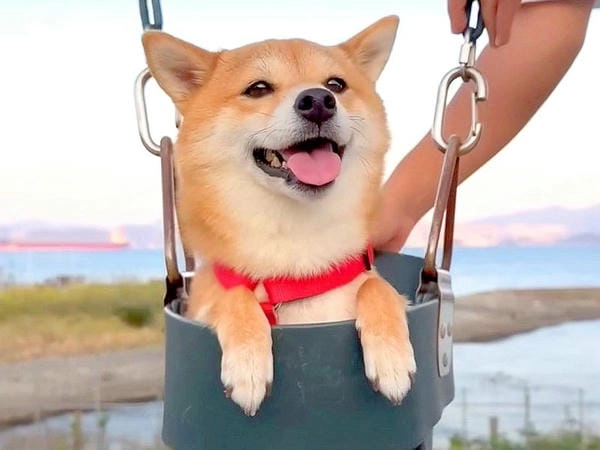 Meme chó cute bá đạo với biểu cảm độc hiếm