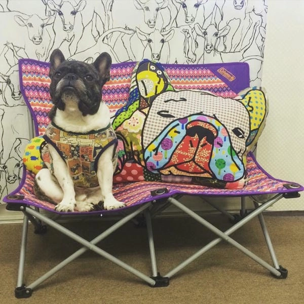 Meme chó cute độc lạ tạo điểm nhấn khó quên