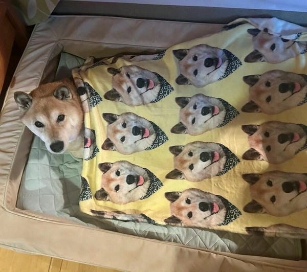 Meme chó cute mới nhất đang được yêu thích