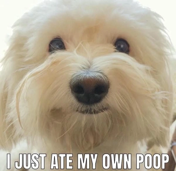 Meme chó cute hài đem lại tiếng cười nhẹ nhàng