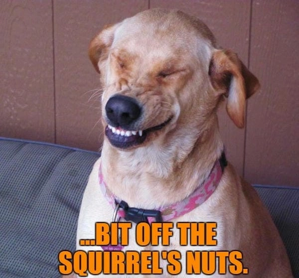 Meme chó cute ghép tạo hiệu ứng vô cùng vui