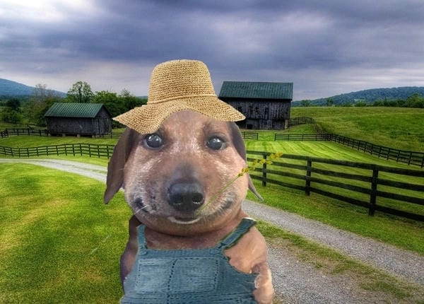 Meme chó cute cười mang năng lượng tích cực