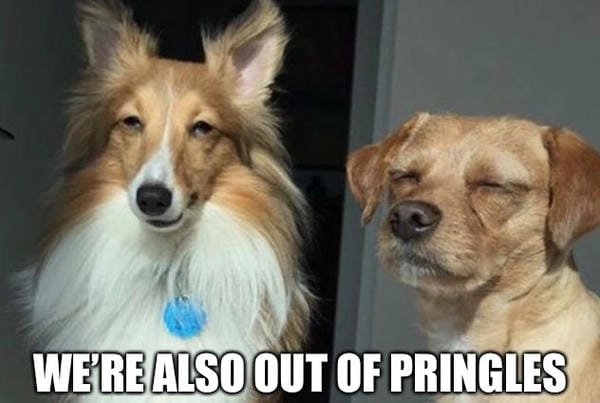 Meme chó cute với biểu cảm dễ thương khó cưỡng