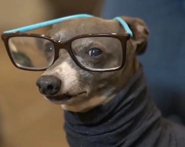 Ảnh meme chó đeo kính nhìn vừa lầy vừa độc