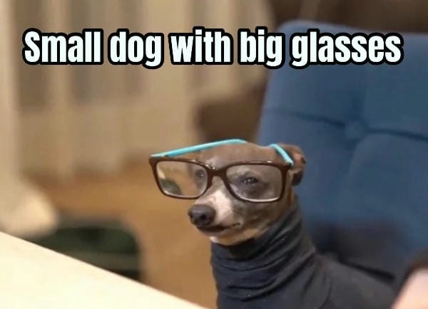Hình ảnh meme chó đeo kính phong cách bá đạo