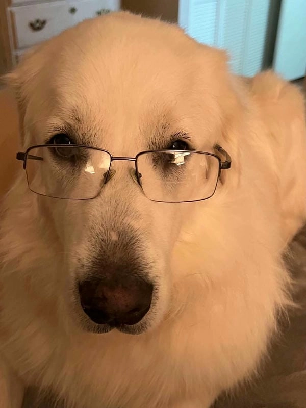 Meme chó đeo kính hài hước khiến ai cũng cười