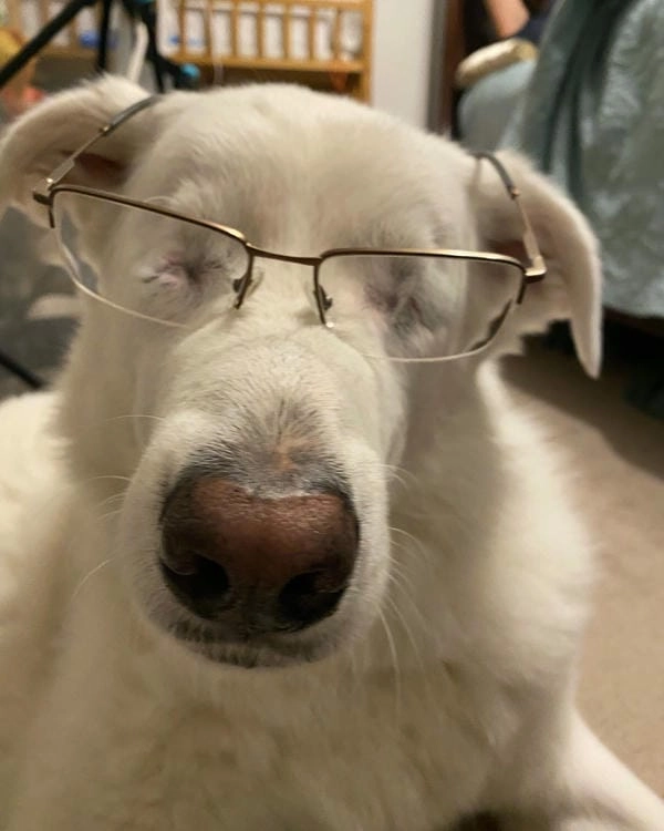 Meme chó đeo kính vui nhộn mang nét tinh nghịch