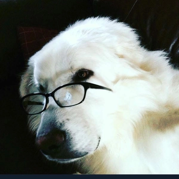 Meme chó đeo kính anime với nét dễ thương