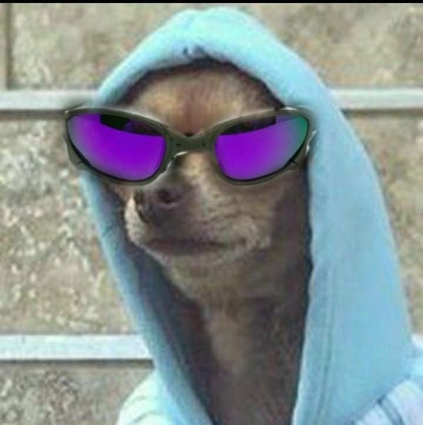 Meme chó đeo kính đẹp nhìn cực sang chảnh