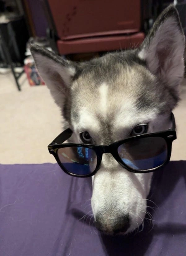 Meme chó đeo kính 4K chất lượng tuyệt đẹp