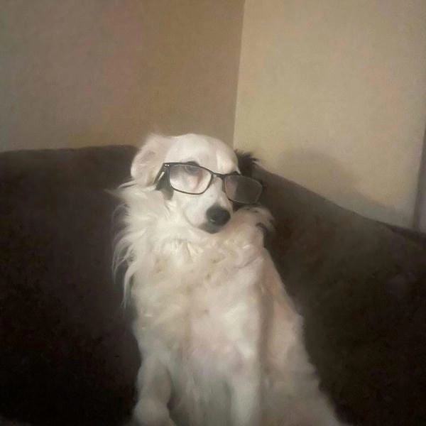 Meme chó đeo kính icon phong cách tinh tế