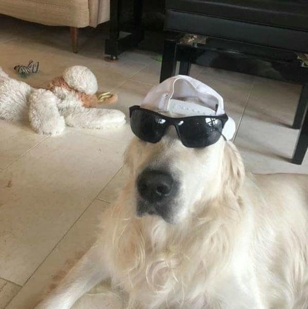 Meme chó đeo kính ảnh đại diện cực lầy