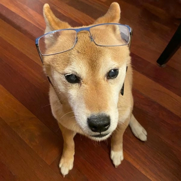 Meme chó đeo kính bựa cực chất và độc lạ