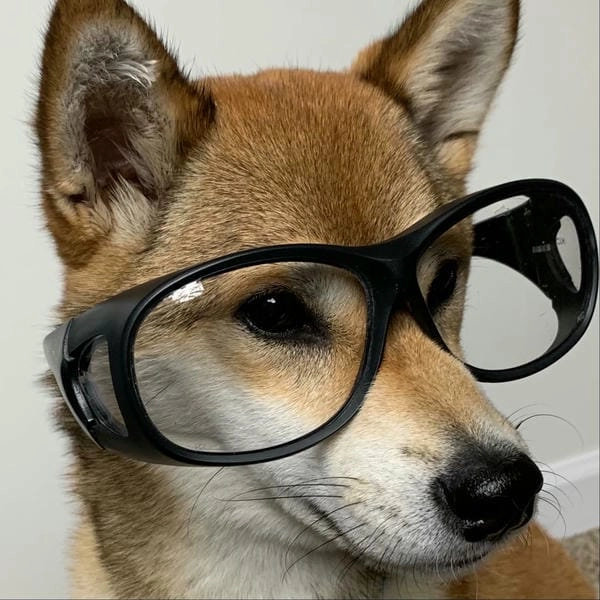 Meme chó đeo kính chất tạo ấn tượng mạnh