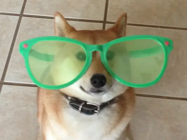 Meme chó đeo kính chế tạo tình huống lầy