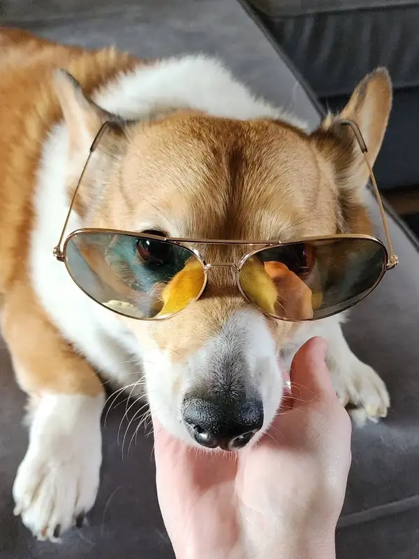 Meme chó đeo kính lầy nhìn là muốn cười