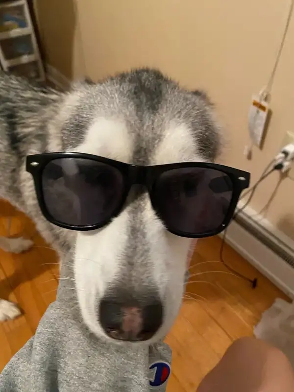 Meme chó đeo kính troll vibe bá đạo