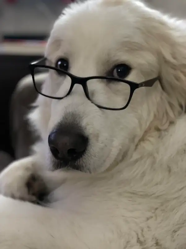 Meme chó đeo kính bá đạo cực thu hút