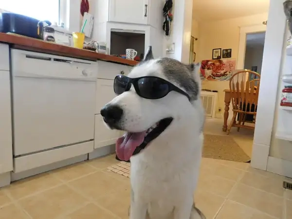 Meme chó đeo kính mới nhất đang lan truyền