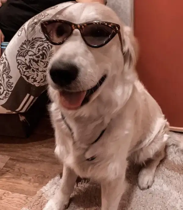 Meme chó đeo kính độc lạ gây ấn tượng