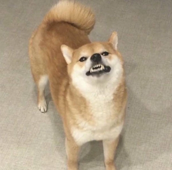 Hình meme chó gào thét tạo tình huống vui nhộn