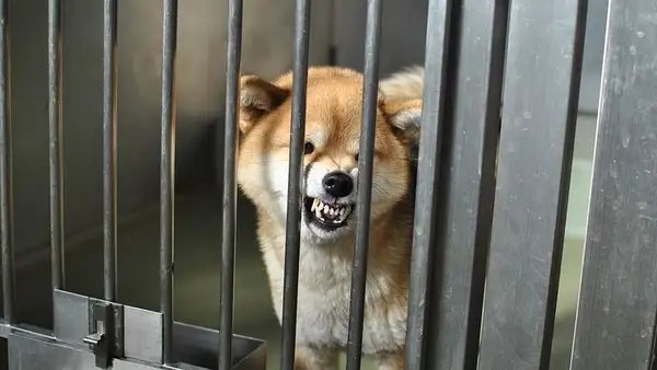 Meme chó gào thét hài hước khiến ai cũng cười