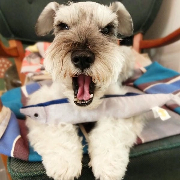 Meme chó gào thét vui nhộn mang vibe tinh nghịch