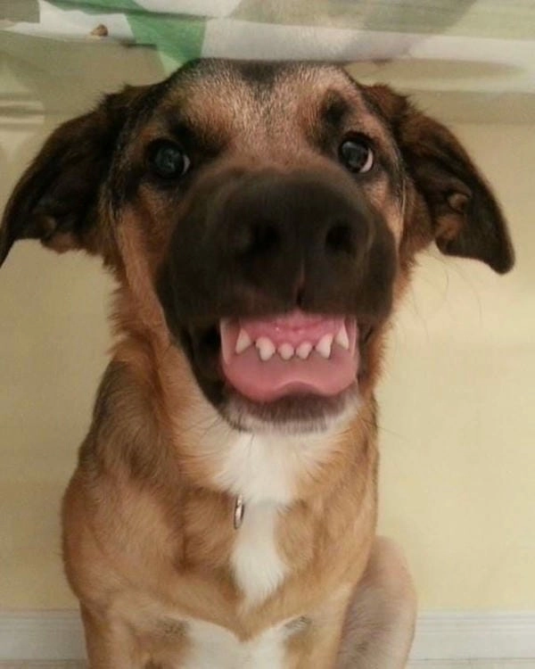 Meme chó gào thét troll biểu cảm bá đạo