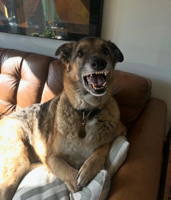 Meme chó gào thét anime phong cách dễ thương