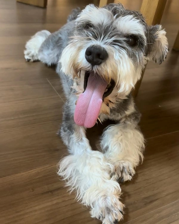 Meme chó gào thét avatar hợp mọi mood