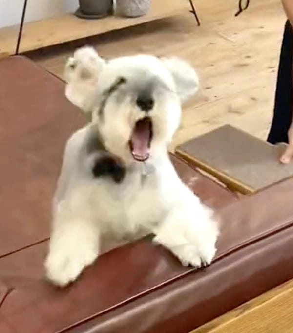 Meme chó gào thét cười nhìn cực vui nhộn