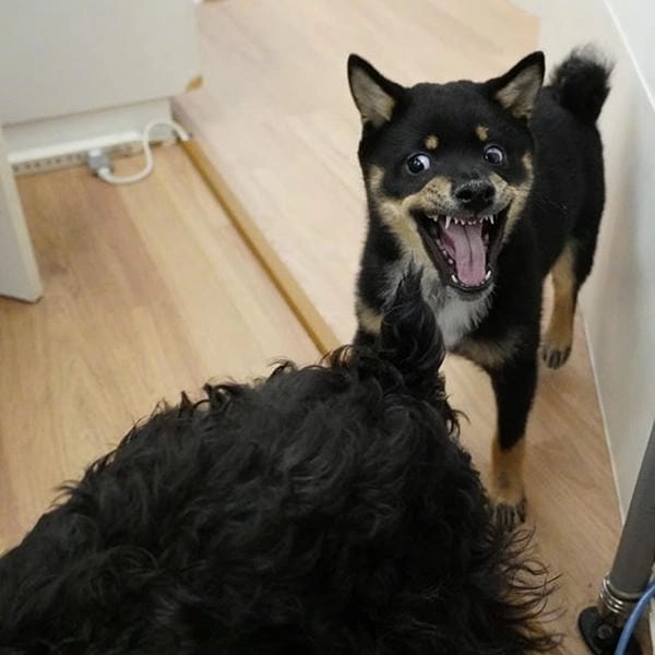 Meme chó gào thét độc lạ gây ấn tượng mạnh