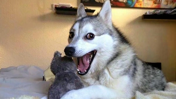 Meme chó gào thét mới nhất đang hot trend