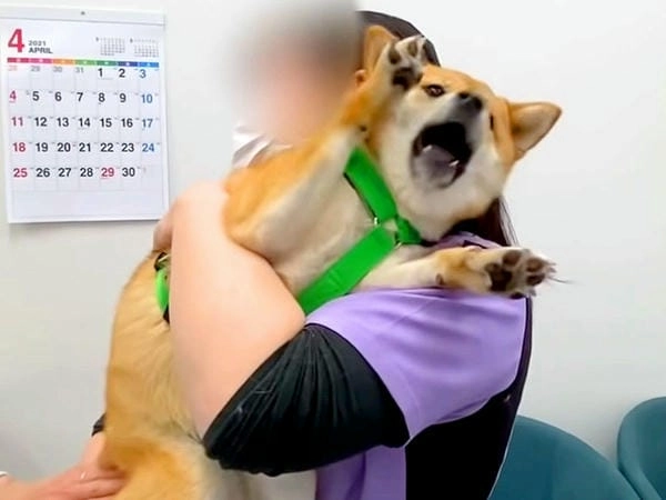 Meme chó gào thét bá đạo tạo vibe thú vị