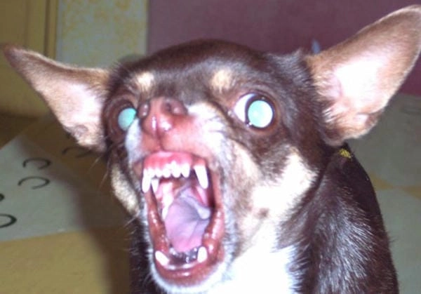 Meme chó gào thét thú vị mang năng lượng vui