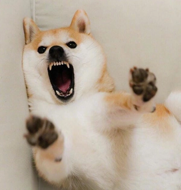 Meme chó gào thét giải trí cực bắt mắt