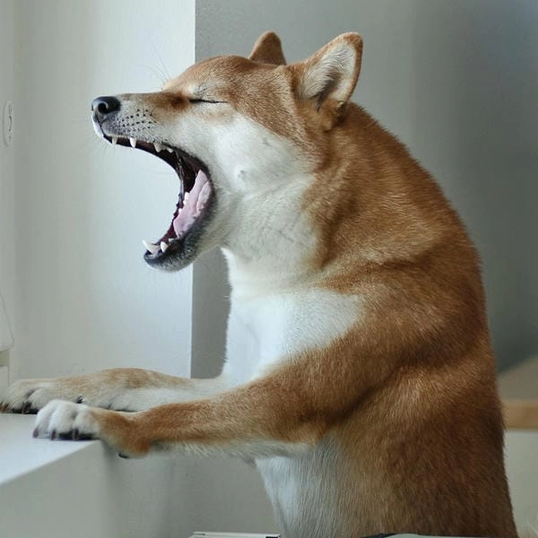 Meme chó gào thét chất tạo dấu ấn đặc biệt