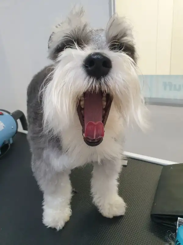 Meme chó gào thét lầy nhìn là muốn cười luôn