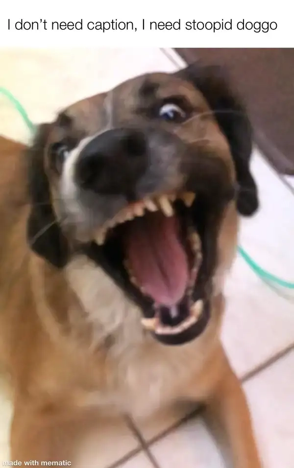 Meme chó gào thét chế theo kiểu dí dỏm